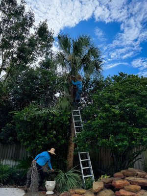 Palm Trimming - Client needed 2 palms trimmed before the seeds started to stain their brand new beautiful deck. We took care of it asap, hauled everything, and made sure to clean up after ourselves very well. Grateful for the opportunity and trust, the clients made my day.