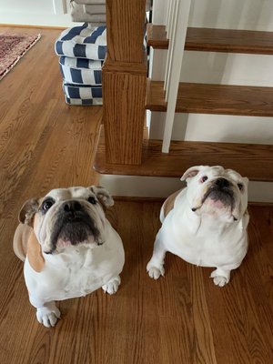 Fur Babies on Floors - Here at Bulldog Flooring, we love to see our customer's beloved pets on our installed floors.

We are a premier flooring company offering Maryland, DC, & Northern Virginia homes and businesses an extensive collection of attractive and durable floor covering. We offer expert sales and installation of hardwood, luxury vinyl, carpet, ceramic, and natural stones that can complement your interior. Regardless of the size or layout of your flooring, our knowledgeable staff provides professional assistance from selection through installation. 

Bring your furry pals with you when you visit our showroom.  We have Tito the Bulldog here nearly everyday ready to help you pick out your new floors!  Just ask to see him.