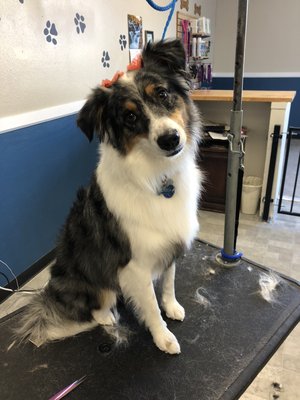 Large Dog - All services include bathing, drying, ear cleaning, nail trimming, sanitary trim and anal gland expression(as needed). Please call for price quotes. Large Dog - All services include bathing, drying, ear cleaning, nail trimming, sanitary trim and anal gland expression(as needed). Please call for price quotes.