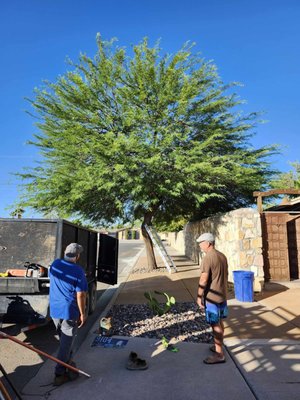 tree trimming, palms, and bushes - These Trees were asked to be cut/prunes by  customers who were tired of all the bad debris falling from the trees, as you can see no harm was done and everything was done professionally.