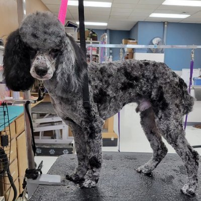 Mini Poodle - Chico had gotten a bit overgrown and came in to get cleaned up. We bathed and blow dried him, dremeled his nails, and per the owner's request, took the body to a manageable length. Add in the clean poodle face and top knot, and he looks like a brand new dog!