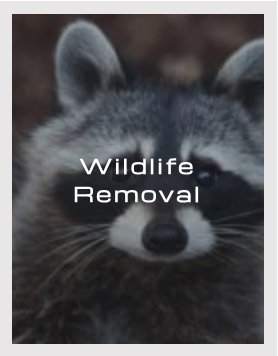 Wildlife Removal - BUGCO® Pest Control’s wildlife removal services include the trapping and relocation of rabbits, squirrels, opossums, and raccoons. Larger animals like coyotes, alligators, and foxes are best left to your local animal control services or Texas Parks and Wildlife.