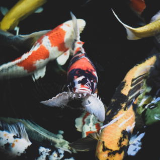 Koi Ponds - We keep your water feature clean and beautiful. Proudly installing and managing ponds, fountains, water gardens, and other water features for 25 years. Let us help you create the water garden you have always wanted. Koi Ponds - We keep your water feature clean and beautiful. Proudly installing and managing ponds, fountains, water gardens, and other water features for 25 years. Let us help you create the water garden you have always wanted.
