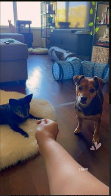Rover - Hello everyone, my name is Lazarus. I work with Rover for first time got my first client. And I got a good review on the first client and got a $10 tip for my first Rover account. I used to take care of dogs before and cats with my dad. There’s the other review with it. That’s my dad’s name Gerald B. And my clients name. Is Trevor R. He wrote me a good reveal.