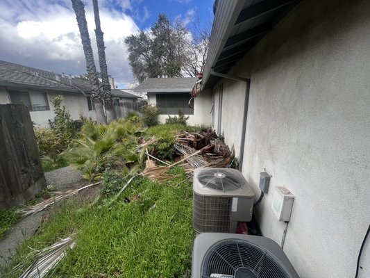 Clean up - Clean up remove the plams weeds and trim bushes and spring for the weeds to control Clean up - Clean up remove the plams weeds and trim bushes and spring for the weeds to control