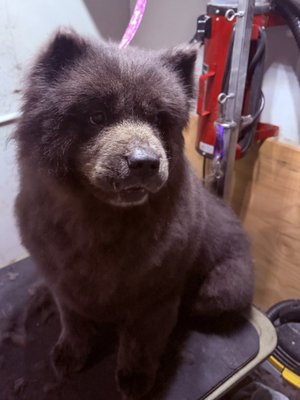 Mobile pet grooming - Everyday grooming tailored to your pets needs Mobile pet grooming - Everyday grooming tailored to your pets needs