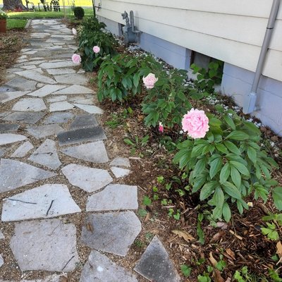 flagstone walkway - This area was full of weeds ,a hard place to plant between a tree and the house with the roads being so close all around property..So my solution was to put in a walkway with natural material as they wanted.The job took a week and was a pleasure to work on. flagstone walkway - This area was full of weeds ,a hard place to plant between a tree and the house with the roads being so close all around property..So my solution was to put in a walkway with natural material as they wanted.The job took a week and was a pleasure to work on.
