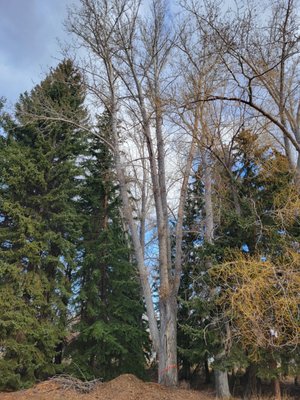 Dangerous Cottonwood - This large Cottonwood was growing over the house and the carport. Dangerous Cottonwood - This large Cottonwood was growing over the house and the carport.