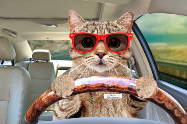 Kitter Concierge (Transportation) - We make getting your cat to the vet easy and stress free!
Beyond cat sitting, we also offer our Kitter Concierge. We will assist you with any of your non-pet sitting essentials such as: veterinarian and grooming visits, pet supply shopping, pick-up and delivery, nail trimming and more! Kitter Concierge (Transportation) - We make getting your cat to the vet easy and stress free!
Beyond cat sitting, we also offer our Kitter Concierge. We will assist you with any of your non-pet sitting essentials such as: veterinarian and grooming visits, pet supply shopping, pick-up and delivery, nail trimming and more!