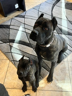 Alpha litter - Paw City Kennel produces some of the best quality Cane Corsos. Alpha liter is sold out. All pups have went to their new owners. Next planned litter is Mar 2023. Waitlist deposits now accepted. Alpha litter - Paw City Kennel produces some of the best quality Cane Corsos. Alpha liter is sold out. All pups have went to their new owners. Next planned litter is Mar 2023. Waitlist deposits now accepted.