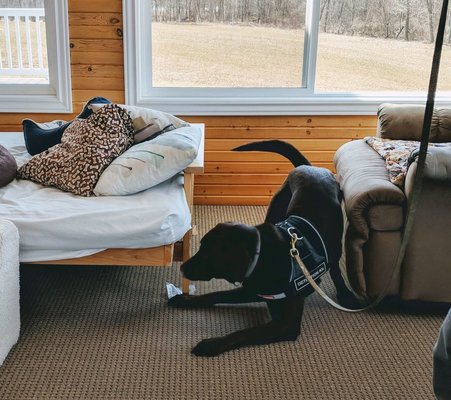 K9 Bed Bug Scent Inspections - Preventing and catching an early infestation will eliminate the hassle, high costs and damages done by bed bugs! That's where CO Bed Bug Dog comes in. Pre-treatment or Post-Treatment using our canines to pick-up the smell put off by these bugs we can determine if you have any bugs, to what extent and exactly where. This information greatly helps to know if you have to treat, exactly how to treat what, and where we can save headache and money on a successful treatment. In some instances we will perform a visual inspection along side our canine sniffing the bugs out and Bug Identification for any bugs given to us that were found or bugs that we may find during the inspection. With our expertise and making the undetectable, detectable we will arm you with all the answers you need to lead a bed bug free life. We are in touch with many local exterminators and will stand by your side even including a customized extermination plan until the job gets done!
What expect:
Free consultation
K9 + Human inspection of your property (this may include: K9 scent, visual inspection, Bug ID under microscope)
When necessary plan of attack development
inspection report and invoice
further consultation with offerings of resources and information that apply to your unique case K9 Bed Bug Scent Inspections - Preventing and catching an early infestation will eliminate the hassle, high costs and damages done by bed bugs! That's where CO Bed Bug Dog comes in. Pre-treatment or Post-Treatment using our canines to pick-up the smell put off by these bugs we can determine if you have any bugs, to what extent and exactly where. This information greatly helps to know if you have to treat, exactly how to treat what, and where we can save headache and money on a successful treatment. In some instances we will perform a visual inspection along side our canine sniffing the bugs out and Bug Identification for any bugs given to us that were found or bugs that we may find during the inspection. With our expertise and making the undetectable, detectable we will arm you with all the answers you need to lead a bed bug free life. We are in touch with many local exterminators and will stand by your side even including a customized extermination plan until the job gets done!
What expect:
Free consultation
K9 + Human inspection of your property (this may include: K9 scent, visual inspection, Bug ID under microscope)
When necessary plan of attack development
inspection report and invoice
further consultation with offerings of resources and information that apply to your unique case