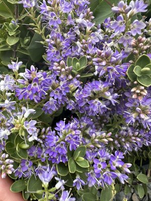 Evergreen and Deciduous Shrubs - Many different species of Shrubs to choose from and if we don't have it we will gladly try to special order it for you. Evergreen and Deciduous Shrubs - Many different species of Shrubs to choose from and if we don't have it we will gladly try to special order it for you.