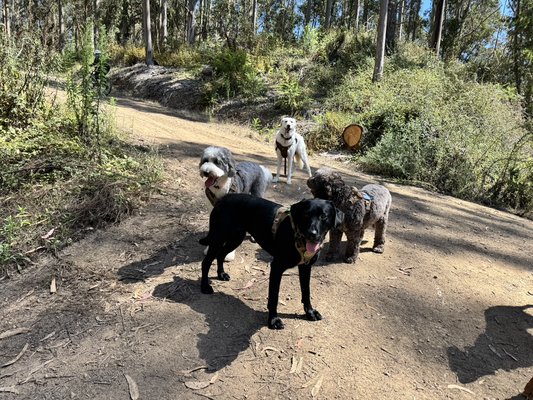 Trail Adventures - There’s nothing better than watching dogs explore the open trails — climbing hills, sniffing through the trees, and running with their pack. Our Trail Adventures are designed to give pups a safe, structured way to enjoy the outdoors, while getting the exercise and mental stimulation they crave.
From Half Moon Bay to Pacifica and the Peninsula preserves, every hike offers variety and enrichment. These photos capture just a glimpse of the joy, freedom, and confidence our dogs experience on the trails.
Because at Peninsula Tails on Trails, it’s more than a walk — it’s a true adventure. Trail Adventures - There’s nothing better than watching dogs explore the open trails — climbing hills, sniffing through the trees, and running with their pack. Our Trail Adventures are designed to give pups a safe, structured way to enjoy the outdoors, while getting the exercise and mental stimulation they crave.
From Half Moon Bay to Pacifica and the Peninsula preserves, every hike offers variety and enrichment. These photos capture just a glimpse of the joy, freedom, and confidence our dogs experience on the trails.
Because at Peninsula Tails on Trails, it’s more than a walk — it’s a true adventure.
