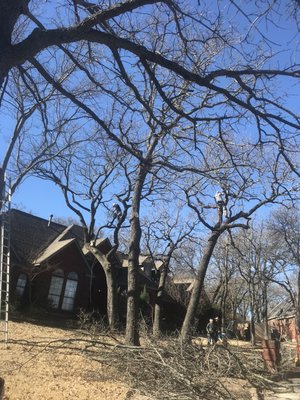 ALVARADO TREE TRIMMING CARE Updated March 2026 114 Photos 78 L