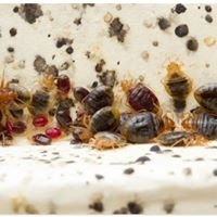 Bed Bug Treatments - We've all heard the saying, sleep tight don't let the bedbugs bite. If you do find yourself being bit by bed bugs don't hesitate to call Victory Pest Control. We offer a complete home treatment with a 6-month warranty, and oh yeah financing is available too.