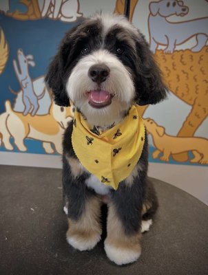 Grooming - Big or small, we groom them all! Our services include baths, brushouts, nail trim or grinds, anal gland expressions, teeth brushing, and a whole lot more! Give us a call today to schedule your appointment! Grooming - Big or small, we groom them all! Our services include baths, brushouts, nail trim or grinds, anal gland expressions, teeth brushing, and a whole lot more! Give us a call today to schedule your appointment!