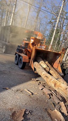 Tree removal 2023 - Here we cut the trees, we grind the logs, everything went very well, we worked with all possible care so that the client had very good satisfaction