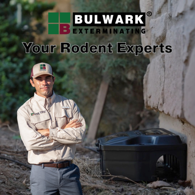 Rodent Removal and Exclusion - For over 25 years, Bulwark has been at the forefront of rodent control. Common rodents like rats and mice can gnaw on wiring, spread bacteria, and leave harmful droppings wherever they go. When they’re not tearing up your attic or crawlspace, they could be reproducing right under your nose. Professional rodent control is the most effective way to protect your family.Removing mice and rats from your home isn’t easy. Our expert rodent control professionals have the tools, training, and licensing to provide your family with an effective, long-term solution. Comprehensive Rodent Removal and Exclusion for Your Whole Home, Humane Rodent Control Using Non-Toxic Treatments, Highly-Trained Professionals Licensed for Rodent Control, Environmentally-Friendly Products Backed by Academic Research, 100% Guarantee of Services.Trust Bulwark to keep your home rodent-free and your family safe. Rodent Removal and Exclusion - For over 25 years, Bulwark has been at the forefront of rodent control. Common rodents like rats and mice can gnaw on wiring, spread bacteria, and leave harmful droppings wherever they go. When they’re not tearing up your attic or crawlspace, they could be reproducing right under your nose. Professional rodent control is the most effective way to protect your family.Removing mice and rats from your home isn’t easy. Our expert rodent control professionals have the tools, training, and licensing to provide your family with an effective, long-term solution. Comprehensive Rodent Removal and Exclusion for Your Whole Home, Humane Rodent Control Using Non-Toxic Treatments, Highly-Trained Professionals Licensed for Rodent Control, Environmentally-Friendly Products Backed by Academic Research, 100% Guarantee of Services.Trust Bulwark to keep your home rodent-free and your family safe.