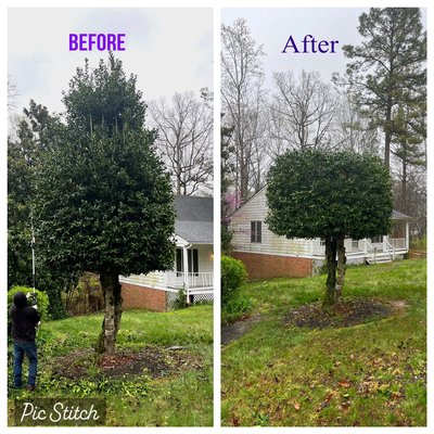Trimming job - Tree topping also trimming a holly. we did yesterday give us a call for any project you have around your home