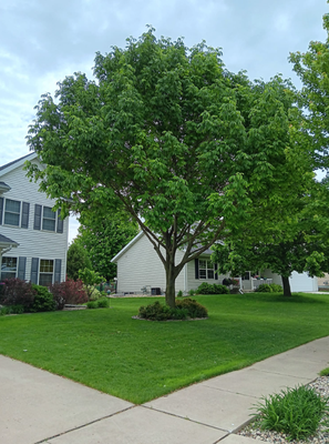 All in a Day's Work! - An ash tree we trimmed and a storm damaged pear tree we removed at another residence.
Call us for your tree needs at 920-904-5337. All in a Day's Work! - An ash tree we trimmed and a storm damaged pear tree we removed at another residence.
Call us for your tree needs at 920-904-5337.