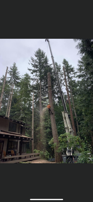Danger Tree Removal with Crane - These trees were destroying the house foundation. They were removed without a scratch. Danger Tree Removal with Crane - These trees were destroying the house foundation. They were removed without a scratch.