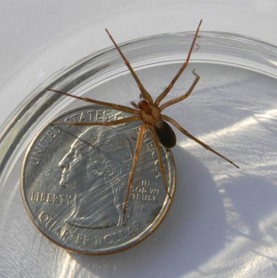 Spider Control - Why Choose Professional Spider Control?
Expert Identification: Professionals can accurately identify spider species, including potentially dangerous ones like black widows, allowing for targeted treatment strategies.
Comprehensive Inspection: Trained technicians conduct thorough inspections to locate spider activity and identify harborage areas that homeowners might miss, such as eave gaps and foundation cracks.
Targeted Treatment Plans: After the inspection, exterminators develop a customized treatment plan that may include glue traps, repellent dust, and residual liquid treatments. They use professional-grade products that provide longer-lasting effects compared to over-the-counter solutions.
Integrated Pest Management (IPM): Professionals often employ an IPM approach, combining chemical treatments with habitat modifications to address both existing spiders and the conditions attracting them. This includes sealing entry points and reducing food sources.
Safety Considerations: Professional exterminators are trained in safe application methods, minimizing risks to humans and pets. They understand how to apply products precisely where needed without overapplication. Spider Control - Why Choose Professional Spider Control?
Expert Identification: Professionals can accurately identify spider species, including potentially dangerous ones like black widows, allowing for targeted treatment strategies.
Comprehensive Inspection: Trained technicians conduct thorough inspections to locate spider activity and identify harborage areas that homeowners might miss, such as eave gaps and foundation cracks.
Targeted Treatment Plans: After the inspection, exterminators develop a customized treatment plan that may include glue traps, repellent dust, and residual liquid treatments. They use professional-grade products that provide longer-lasting effects compared to over-the-counter solutions.
Integrated Pest Management (IPM): Professionals often employ an IPM approach, combining chemical treatments with habitat modifications to address both existing spiders and the conditions attracting them. This includes sealing entry points and reducing food sources.
Safety Considerations: Professional exterminators are trained in safe application methods, minimizing risks to humans and pets. They understand how to apply products precisely where needed without overapplication.