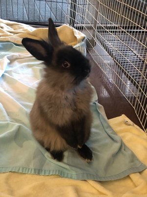 Rabbits and other furry friends I have worked with - These are some of the rabbits I worked with as a volunteer.  I work 2 days a week as a volunteer with rabbits and Guinea pigs, and another 2 days a week caring for cats.  I am very capable of speaking the quiet language of bunnies,  and am well qualified to care for your dog, cat, rabbit or Guinea pig!  Please text or call me at (828) 483-6052.  My email is Rabbits@bunbrella.com.  I’m looking forward to meeting you and your precious loved ones.