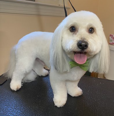 Before & Afters - These are before and after photos of dog’s teeth we brushed and a few of the beautiful pups we have the pleasure of grooming