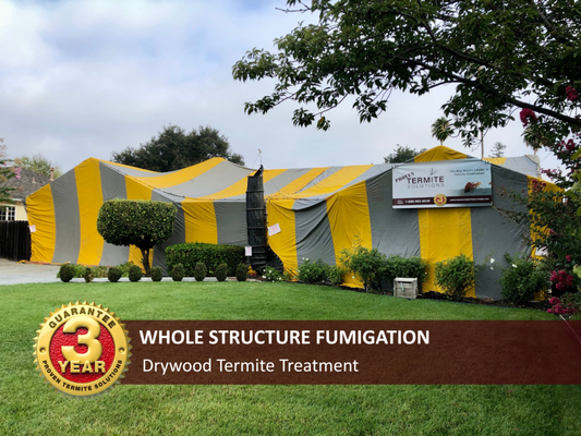 Residential Structural Fumigation - These residential properties were treated with structural fumigation to eliminate active drywood termite activity. Structural fumigation is one of the most effective treatment options for drywood termites because the fumigant circulates throughout the sealed structure, reaching termite activity wherever it may be located within the home.
Prior to treatment, each property is prepared and secured in accordance with state and federal regulations. During the fumigation process, the structure is enclosed and sealed so the fumigant can circulate throughout the home. This allows the treatment to reach termite activity hidden inside walls, attics, framing members, ceilings, and other inaccessible areas where termites commonly live and feed. Once the treatment period is complete, the structure is thoroughly aerated and tested to ensure it is safe for reentry. Homeowners are provided with reentry clearance before returning to the property.
Successful structural fumigation requires more than simply placing a tarp over a home. Every project relies on a skilled team of licensed fumigators who understand how to properly prepare, seal, monitor, aerate, and clear a structure. From challenging rooflines and multi-story homes to unique architectural features, our team is trained to safely and effectively perform fumigations in accordance with California regulations and industry standards.
With more than 35 years of experience, Proven Termite Solutions performs fumigations using our own in-house fumigation team. From the initial inspection and measurements through preparation, treatment, aeration, and project completion, our team manages the entire process to help ensure a smooth experience for homeowners. Residential Structural Fumigation - These residential properties were treated with structural fumigation to eliminate active drywood termite activity. Structural fumigation is one of the most effective treatment options for drywood termites because the fumigant circulates throughout the sealed structure, reaching termite activity wherever it may be located within the home.
Prior to treatment, each property is prepared and secured in accordance with state and federal regulations. During the fumigation process, the structure is enclosed and sealed so the fumigant can circulate throughout the home. This allows the treatment to reach termite activity hidden inside walls, attics, framing members, ceilings, and other inaccessible areas where termites commonly live and feed. Once the treatment period is complete, the structure is thoroughly aerated and tested to ensure it is safe for reentry. Homeowners are provided with reentry clearance before returning to the property.
Successful structural fumigation requires more than simply placing a tarp over a home. Every project relies on a skilled team of licensed fumigators who understand how to properly prepare, seal, monitor, aerate, and clear a structure. From challenging rooflines and multi-story homes to unique architectural features, our team is trained to safely and effectively perform fumigations in accordance with California regulations and industry standards.
With more than 35 years of experience, Proven Termite Solutions performs fumigations using our own in-house fumigation team. From the initial inspection and measurements through preparation, treatment, aeration, and project completion, our team manages the entire process to help ensure a smooth experience for homeowners.