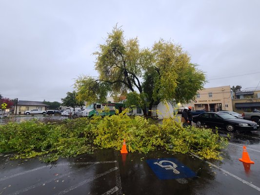Tree Removal on a very rainy day! - This tree had what is called “codominant” stems. Essentially there wer two trunks growing in different directions over a food truck, seating area, and the roof of a nearby house. Some climbing and rigging (craning pieces down from canopy on ropes) was involved a client was happy Tree Removal on a very rainy day! - This tree had what is called “codominant” stems. Essentially there wer two trunks growing in different directions over a food truck, seating area, and the roof of a nearby house. Some climbing and rigging (craning pieces down from canopy on ropes) was involved a client was happy
