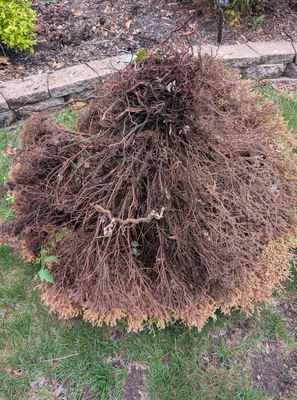 Customer #1 - Work Requested: Weed tree removal, plant tree removal & replacement of location, clean up of plants, flowers & surrounding areas, along with mulch being added, and trimming. Customer #1 - Work Requested: Weed tree removal, plant tree removal & replacement of location, clean up of plants, flowers & surrounding areas, along with mulch being added, and trimming.