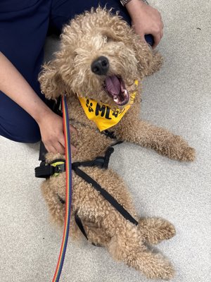 🐾 Success Story: Theo’s Journey 🐾 - Meet Theo! This sweet pup came to us after his previous owner could no longer provide the special care he needed. Theo’s hind legs weren’t working properly, and everyday activities were a struggle. But with the right support, love, and dedication, we knew Theo’s story wasn’t over—it was just beginning.
At Gotham Veterinary Center, Theo started a personalized rehabilitation program with our team. Through patience, therapy, and lots of encouragement, he began to regain strength and mobility in his hind legs. Step by step, Theo learned to walk again!
Today, Theo is living his very best life in his forever home. He enjoys his daily walks, playtime, and all the cuddles he can get. Seeing him thrive reminds us why we do what we do—because every pet deserves a chance to live happily, comfortably, and with dignity.
We are so proud of Theo and grateful to his new family for opening their hearts to him. Here’s to many more tail wags and adventures ahead!❤️🐶 🐾 Success Story: Theo’s Journey 🐾 - Meet Theo! This sweet pup came to us after his previous owner could no longer provide the special care he needed. Theo’s hind legs weren’t working properly, and everyday activities were a struggle. But with the right support, love, and dedication, we knew Theo’s story wasn’t over—it was just beginning.
At Gotham Veterinary Center, Theo started a personalized rehabilitation program with our team. Through patience, therapy, and lots of encouragement, he began to regain strength and mobility in his hind legs. Step by step, Theo learned to walk again!
Today, Theo is living his very best life in his forever home. He enjoys his daily walks, playtime, and all the cuddles he can get. Seeing him thrive reminds us why we do what we do—because every pet deserves a chance to live happily, comfortably, and with dignity.
We are so proud of Theo and grateful to his new family for opening their hearts to him. Here’s to many more tail wags and adventures ahead!❤️🐶