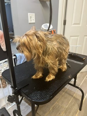 Yorkie cut - I met Jet this weekend. His mom hadn’t taken him to groomers since summer. His hair has grown out and needed a good cut. I washed and conditioned him after I removed his hair and trimmed his face. Now Jet is looking amazing! Yorkie cut - I met Jet this weekend. His mom hadn’t taken him to groomers since summer. His hair has grown out and needed a good cut. I washed and conditioned him after I removed his hair and trimmed his face. Now Jet is looking amazing!