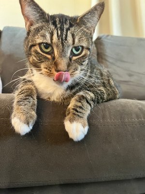 A few more sweet fur babies! - Just a few more of the amazing fur babies we are privileged to care for!
