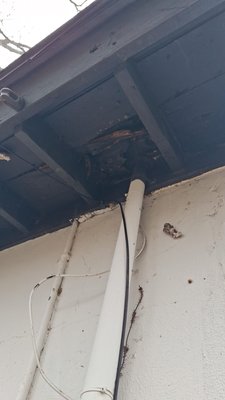 Opossum removal - Opossum removal Opossum removal - Opossum removal