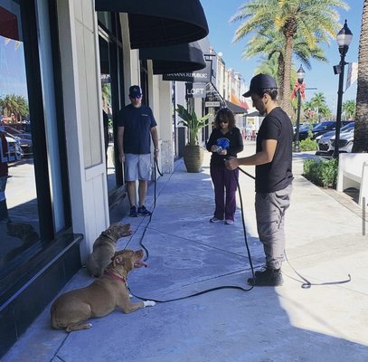 Top mistakes people make when dog training - While dog training can be very rewarding, it's not always easy! There are a lot of very common mistakes that almost every dog owner makes when training their pup.
Here are some of the top mistakes owners make when training!
-Repeating a Command After Your Dog Has Not Responded to the Cue.
-Tarnishing a Positive Command with a Negative Association
-Harsh Discipline
-Inconsistency
-Inaccurate Timing of Rewards
-Thinking One Approach is the Same for All Dogs
-Not Training at the Right Age
-Not Being Aware of Fear and Anxiety Signals
-Rewarding Negative Behavior
-Long Training Sessions
Give me a call today to schedule your free evaluation! Top mistakes people make when dog training - While dog training can be very rewarding, it's not always easy! There are a lot of very common mistakes that almost every dog owner makes when training their pup.
Here are some of the top mistakes owners make when training!
-Repeating a Command After Your Dog Has Not Responded to the Cue.
-Tarnishing a Positive Command with a Negative Association
-Harsh Discipline
-Inconsistency
-Inaccurate Timing of Rewards
-Thinking One Approach is the Same for All Dogs
-Not Training at the Right Age
-Not Being Aware of Fear and Anxiety Signals
-Rewarding Negative Behavior
-Long Training Sessions
Give me a call today to schedule your free evaluation!