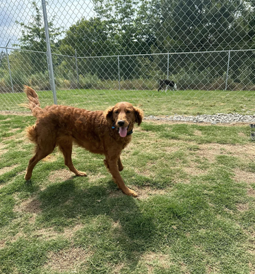 The Facility - We have an indoor and outdoor play facility. Your pet is guaranteed to have a great time! The Facility - We have an indoor and outdoor play facility. Your pet is guaranteed to have a great time!