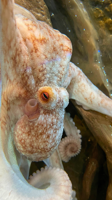 Visit the Coastal Center - The Florida Oceanographic Coastal Center is a 57-acre marine life nature center offering educational programs that teach the importance of environmental stewardship. Guests can interact with stingrays and local invertebrate species, attend programs that teach about local gamefish, sharks, and sea turtles, and explore the Ocean EcoCenter that includes interactive exhibits and aquariums. Visit the Coastal Center - The Florida Oceanographic Coastal Center is a 57-acre marine life nature center offering educational programs that teach the importance of environmental stewardship. Guests can interact with stingrays and local invertebrate species, attend programs that teach about local gamefish, sharks, and sea turtles, and explore the Ocean EcoCenter that includes interactive exhibits and aquariums.