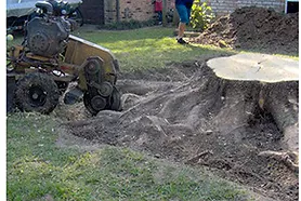 Superb Stump Grinding! - Stump grinding removes stumps below grade level without disturbing adjacent features. Our smaller, self-propelled machine can be walked through the 3' gate of your back yard and is ideal for soft or steep lawns. The large machine in our fleet is a tow-behind, used to pulverize the biggest and toughest of hardwood stumps. Another application of stump grinders is surface root pruning which can prevent roots from uplifting driveways, sidewalks and foundations. Tree Stumps are:
• A safety hazard for children and others • Difficult to mow around • Unsightly and reduce property values • An attraction for bees, terminates, and other insects • Known to spread diseases to healthy trees.
Give us a call! Superb Stump Grinding! - Stump grinding removes stumps below grade level without disturbing adjacent features. Our smaller, self-propelled machine can be walked through the 3' gate of your back yard and is ideal for soft or steep lawns. The large machine in our fleet is a tow-behind, used to pulverize the biggest and toughest of hardwood stumps. Another application of stump grinders is surface root pruning which can prevent roots from uplifting driveways, sidewalks and foundations. Tree Stumps are:
• A safety hazard for children and others • Difficult to mow around • Unsightly and reduce property values • An attraction for bees, terminates, and other insects • Known to spread diseases to healthy trees.
Give us a call!