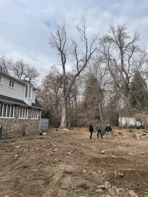 Tree Service - Large Silver Maple removals due to storm damage Tree Service - Large Silver Maple removals due to storm damage