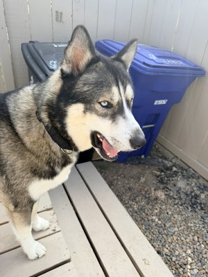 House Sitting/Drop-in’s - Your home will be treated with as much respect as I treat my own! Your pets comfort will be a priority! House Sitting/Drop-in’s - Your home will be treated with as much respect as I treat my own! Your pets comfort will be a priority!