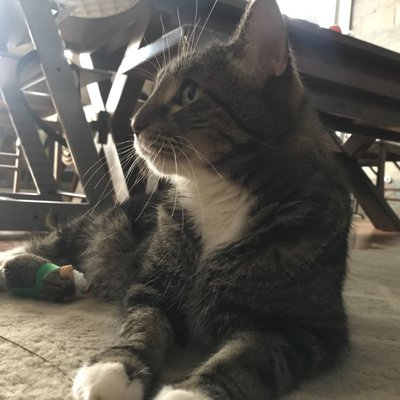 Our Cat Sitting Services - We are Chicago Cat Sitters who care about safety, love, professionalism and timeliness.
Sparky Steps was founded in 2016 with a mission to spend our days taking care of your beloved pets and to encourage people to volunteer to help and adopt shelter animals!
Our company is named after the founder’s dog Sparky to keep his legacy going. He sparked so much joy into our lives that we decided to dedicate our lives to animals. Now every day we get to spend our days taking care of pets with the same love we gave to Sparky!
We know what you are looking for in a pet sitter and our aim is to fulfill your needs to the max! We assign two pet sitters to your pet(s) that you will meet in person before anyone has access to your keys.
It’s all about your comfort level with us. We start each new relationship with a Free Meet and Greet. This way we all can make sure we are the perfect fit for each other. Try us out for one day, the first visit is free! Let’s set one up today and you can see yourself if we are the perfect fit for your pet sitting needs!
Sparky Steps visits include love, fresh water, feeding, and medications. We customize your pet care needs based on what you need. All prices listed below are based off Regular Hour Pricing on Weekdays between 9AM – 5PM. Surcharges may apply. Please keep in mind that our visits start when we enter the home, and end when we leave the home, after the walk.
Regular Hour Pricing
Monday-Friday from 9AM-5PM
15 Minute Dog and Cat Visits: $14
30 Minute Dog and Cat Visits: $20
45 Minute Dog and Cat Visits: $25
60 Minute Dog and Cat Visits: $30
Possible Extra Charges
$2 Extra for each Additional Pet
$5 Extra for Weekend Visits
$5 Extra for Same-Day Reservations
$5 Extra for Off-Hour Requests (before 9AM or after 5PM)
Double Charge for Visits during the Holidays Our Cat Sitting Services - We are Chicago Cat Sitters who care about safety, love, professionalism and timeliness.
Sparky Steps was founded in 2016 with a mission to spend our days taking care of your beloved pets and to encourage people to volunteer to help and adopt shelter animals!
Our company is named after the founder’s dog Sparky to keep his legacy going. He sparked so much joy into our lives that we decided to dedicate our lives to animals. Now every day we get to spend our days taking care of pets with the same love we gave to Sparky!
We know what you are looking for in a pet sitter and our aim is to fulfill your needs to the max! We assign two pet sitters to your pet(s) that you will meet in person before anyone has access to your keys.
It’s all about your comfort level with us. We start each new relationship with a Free Meet and Greet. This way we all can make sure we are the perfect fit for each other. Try us out for one day, the first visit is free! Let’s set one up today and you can see yourself if we are the perfect fit for your pet sitting needs!
Sparky Steps visits include love, fresh water, feeding, and medications. We customize your pet care needs based on what you need. All prices listed below are based off Regular Hour Pricing on Weekdays between 9AM – 5PM. Surcharges may apply. Please keep in mind that our visits start when we enter the home, and end when we leave the home, after the walk.
Regular Hour Pricing
Monday-Friday from 9AM-5PM
15 Minute Dog and Cat Visits: $14
30 Minute Dog and Cat Visits: $20
45 Minute Dog and Cat Visits: $25
60 Minute Dog and Cat Visits: $30
Possible Extra Charges
$2 Extra for each Additional Pet
$5 Extra for Weekend Visits
$5 Extra for Same-Day Reservations
$5 Extra for Off-Hour Requests (before 9AM or after 5PM)
Double Charge for Visits during the Holidays