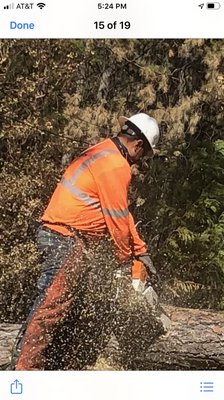 We offer quality tree maintenance and removal services all year round and we offer affordable prices discounts available - We maintain and remove all kinds of trees no matter what size with care and consideration, we always use safety measures on all jobs.