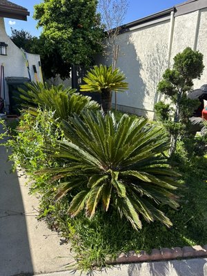 Full Yard Clean Up Anaheim - This was a full clean up that we did in the city of Anaheim CA! The customer was beyond satisfied & the outcome was amazing! We are the company you trust with any of your projects weather it’s a simple clean up or any of your hardscape, landscape or tree care needs! We are a company with professionals ready to assist you because the only thing we care more besides the services we offer is the people we offer the services for! Guarantying 100% satisfaction from start to finish! Full Yard Clean Up Anaheim - This was a full clean up that we did in the city of Anaheim CA! The customer was beyond satisfied & the outcome was amazing! We are the company you trust with any of your projects weather it’s a simple clean up or any of your hardscape, landscape or tree care needs! We are a company with professionals ready to assist you because the only thing we care more besides the services we offer is the people we offer the services for! Guarantying 100% satisfaction from start to finish!