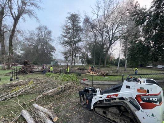Tree Removal Service - Any Fallen/ Uprooted Trees still laying around Give us a Call! Tree Removal Service - Any Fallen/ Uprooted Trees still laying around Give us a Call!