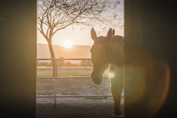Horse Boarding - Our Boarding Facilities:
Barns A-E
- 12 stalls (approximately 12'x16'), per barn
- 2 feed rooms, per barn
- 2 tack rooms, per barn
- barn aisle ways are matted
- stalls are matted
- fly mister system
- hot & cold water wash racks
- laundry rooms -- 2 washers & 2 dryers in each (located in barns C & E)
- bathrooms - some with a shower (located in barn C & E)
Barn F
- 40 stalls (approximately 12'x16')
- 5 feed rooms
- 8 tack rooms
- barn aisle ways are matted
- stalls are matted
- fly mister system
- hot & cold water wash racks
- laundry room -- 2 washers & 2 dryers
- 2 bathrooms, 1 with a shower
Barn G
- 16 stalls (approximately 12'x16')
- 1 feed room
- 3 tack rooms
- barn aisle ways are matted
- stalls are matted
- fly mister system
- hot & cold water wash racks
- laundry room
Barn H
- 8 stalls (approximately 12'x16') with connected turn outs (in and outs)
- 2 feed/tack rooms
- 2 tack rooms
- barn aisle ways are matted
- stalls are matted
- hot & cold water wash racks -- shared with Barn I
Barn I
- 8 stalls (approximately 12'x12') with connected turn outs (in and outs)
- 1 feed/tack room
- 1 tack room
- barn aisle ways are matted
- stalls are matted
- hot & cold water wash racks -- share with Barn H
Pipe Corrals
- 13 corrals (approximately 12'x12' or 24'x24')
- 1 feed/tack room
- hot & cold water wash racks -- shared with Barn I
Dry Stall
- exclusive use of stall
- use of pastures
- use of facilities -- fields, jump sets, tracks (time restrictions apply for Polo games)
- laundry room -- use of washer & dryer
- tack room use
- trailer parking Horse Boarding - Our Boarding Facilities:
Barns A-E
- 12 stalls (approximately 12'x16'), per barn
- 2 feed rooms, per barn
- 2 tack rooms, per barn
- barn aisle ways are matted
- stalls are matted
- fly mister system
- hot & cold water wash racks
- laundry rooms -- 2 washers & 2 dryers in each (located in barns C & E)
- bathrooms - some with a shower (located in barn C & E)
Barn F
- 40 stalls (approximately 12'x16')
- 5 feed rooms
- 8 tack rooms
- barn aisle ways are matted
- stalls are matted
- fly mister system
- hot & cold water wash racks
- laundry room -- 2 washers & 2 dryers
- 2 bathrooms, 1 with a shower
Barn G
- 16 stalls (approximately 12'x16')
- 1 feed room
- 3 tack rooms
- barn aisle ways are matted
- stalls are matted
- fly mister system
- hot & cold water wash racks
- laundry room
Barn H
- 8 stalls (approximately 12'x16') with connected turn outs (in and outs)
- 2 feed/tack rooms
- 2 tack rooms
- barn aisle ways are matted
- stalls are matted
- hot & cold water wash racks -- shared with Barn I
Barn I
- 8 stalls (approximately 12'x12') with connected turn outs (in and outs)
- 1 feed/tack room
- 1 tack room
- barn aisle ways are matted
- stalls are matted
- hot & cold water wash racks -- share with Barn H
Pipe Corrals
- 13 corrals (approximately 12'x12' or 24'x24')
- 1 feed/tack room
- hot & cold water wash racks -- shared with Barn I
Dry Stall
- exclusive use of stall
- use of pastures
- use of facilities -- fields, jump sets, tracks (time restrictions apply for Polo games)
- laundry room -- use of washer & dryer
- tack room use
- trailer parking