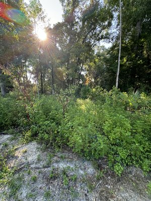 Brush Cut and Till project. Prep for SOD installation - This field was filled with all sorts of vegetation from soft to hard material. Brush cut and tilled in preparation for sod installation. Client was very happy with results. You need this type of work done? Call us today!