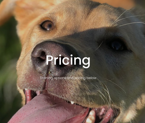 Pricing - In order to schedule your pick up date, 50% of your balance is due as a deposit. The other 50% will be due anytime prior to pick up.
Tools (ie: slip leashes, prong collars, collars, etc.) are sold separately. They are not included in your board and train and will be required upon drop off. Pricing - In order to schedule your pick up date, 50% of your balance is due as a deposit. The other 50% will be due anytime prior to pick up.
Tools (ie: slip leashes, prong collars, collars, etc.) are sold separately. They are not included in your board and train and will be required upon drop off.