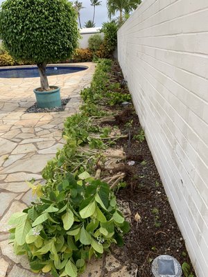 A vision revealed - cut and trimmed trees and shrubs, weeded flower bedding, lawn mower, haul and disposed A vision revealed - cut and trimmed trees and shrubs, weeded flower bedding, lawn mower, haul and disposed