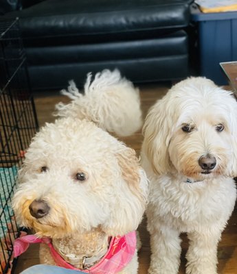 Small Goldendoodle sleepover in March! - Fun boarding two small Goldendoodles! Small Goldendoodle sleepover in March! - Fun boarding two small Goldendoodles!